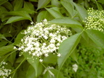 Sambucus nigra 2