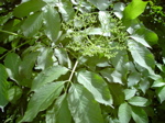 Sambucus nigra