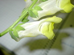 Antirrhinum majus 2