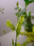 Linaria genistifolia