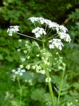 Anthriscus sylvestris