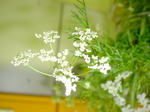 Carum carvi 1