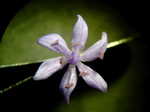 Scilla Blüte