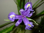 Iris 3