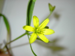 Gagea lutea - Blüte