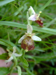 Ophrys holoserica