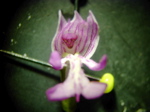 Orchis militaris - Blüte