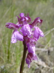 Orchis morio