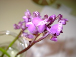 Orchis ustulata
