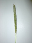 Alopecurus pratensis