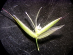 Arrenatherum elatius - Ährchen