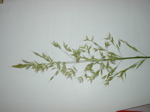 Arrhenatherum elatius - Infloreszenz