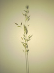 Arrhenatherum elatius