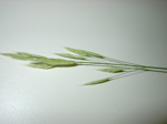 Bromus erectus