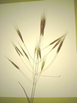 Bromus sterilis
