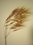 Bromus tectorum 2