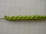 Cynosurus cristatus