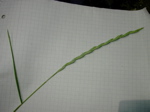Elymus repens 1