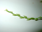 Lolium perenne