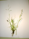 Poa annua