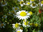 Anthemis austriaca