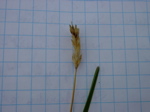 Sesleria albicans