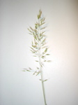 Trisetum flavescens