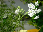 Anthriscus sylvestris 2