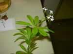 Galium odoratum