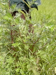 Artemisia vulgaris