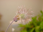 Geum rivale