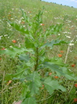 Carduus arcanthoides