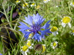 Centaurea cyanus 1