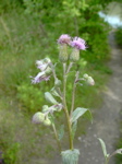 Cirsium arvense