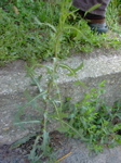 Lactuca seriola 1