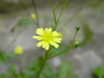 Lapsana communis
