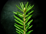 Picea abies