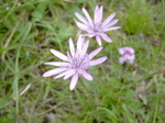 Scorzonera purpurea