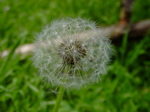 Taraxacum officinalis - fruchtreif