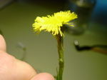 Tussilago farfara 2