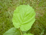 Corylus avellana - Laubblatt