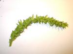 Populus tremula - Infloreszenz 1