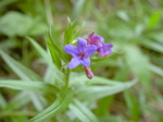 Buglossoides purpurocaerulea