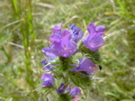 Echium vulgare 2