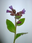 Pulmonaria officinalis