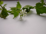 Alliaria petiolata 2