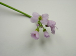 Cardamine pratensis 3