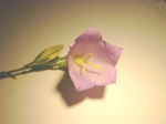 Campanula persicifolia 2