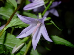Campanula rapunculoides
