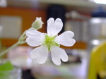 Cerastium sp